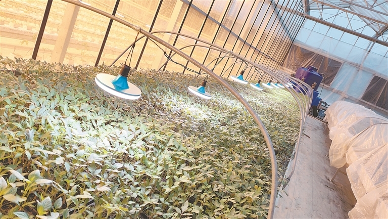 大棚补光。 本文图片由杨有新提供