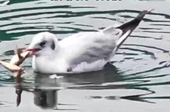 青岛中山公园红嘴鸥开启“干饭模式”