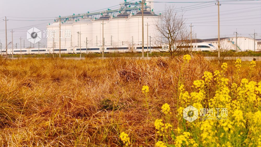 3月16日,在江西省吉安市泰和县境内,京九铁路旁百亩油菜花海金浪翻涌。