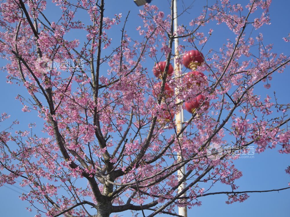 江西芦溪：樱花烂漫春光好（图）