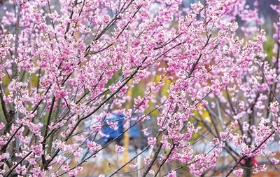 九江:醉美春日花正浓(图)