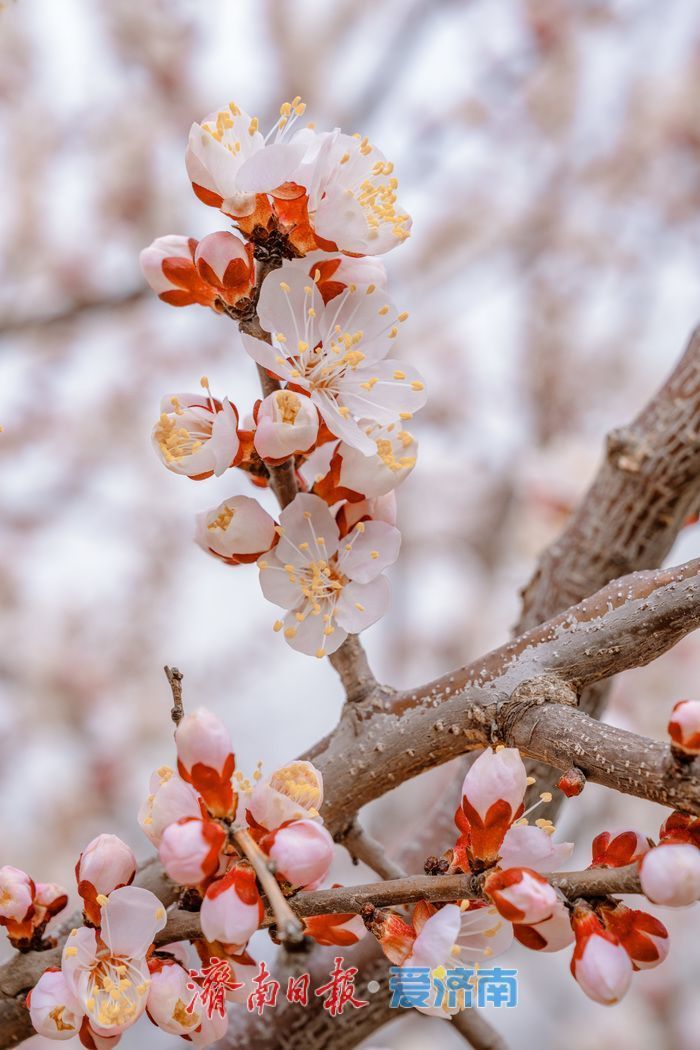 济南泉城公园：山杏花迎春绽放 市民踏青赏春正当时