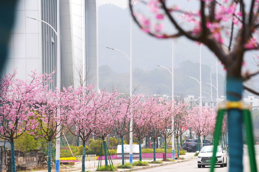 宁波的樱花美成这样了~