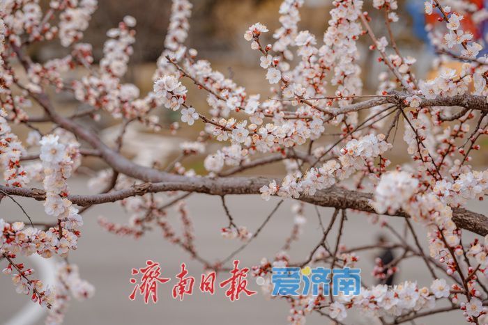 济南泉城公园：山杏花迎春绽放 市民踏青赏春正当时