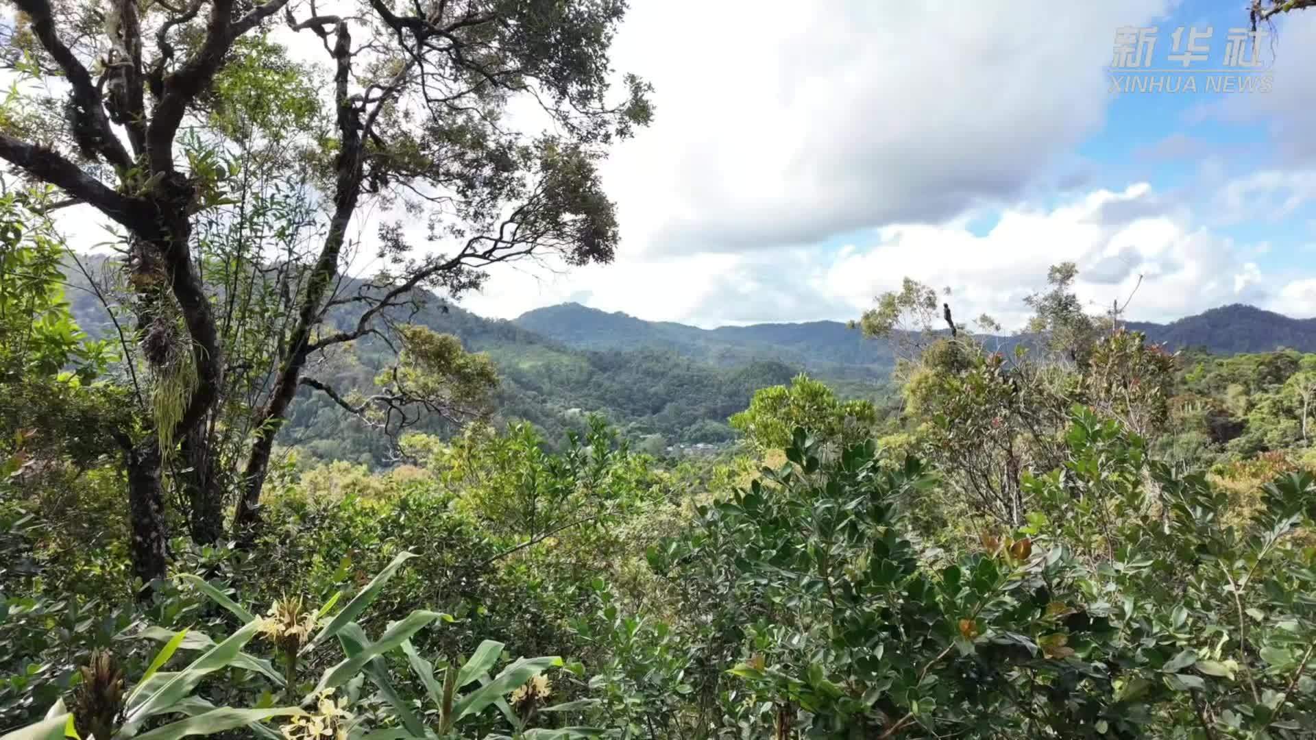 国际森林日｜探访马达加斯加拉努马法纳国家公园