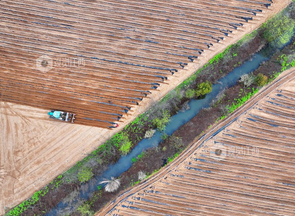 江西泰和：农机覆膜作业忙（图）