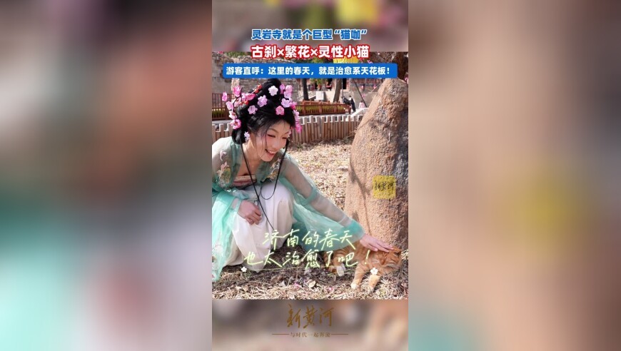 灵岩寺就是个巨型“猫咖”，古刹×繁花×灵性小猫，游客直呼：这里的春天，就是治愈系天花板