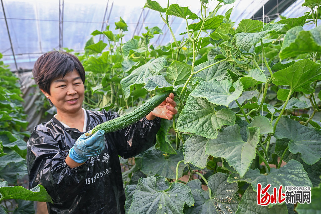 3月16日，馆陶县翟庄村农民在温室大棚采摘黄瓜。