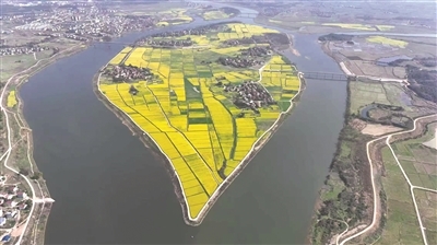 近日,锦江镇洲和村2000余亩油菜花竞相绽放。