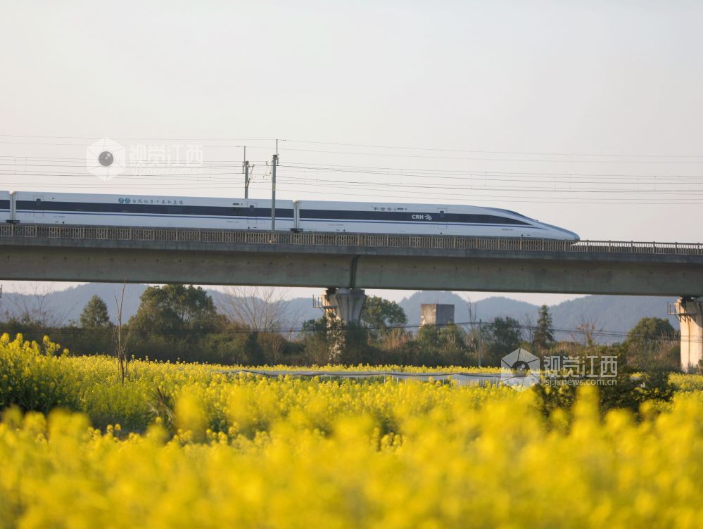 江西分宜：高铁穿行花海（图）