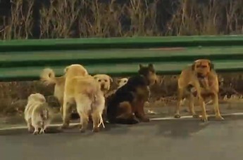 现实版狗狗漂流记！长春七只狗狗高速求生，徒步17公里被网友与志愿者接力寻回。