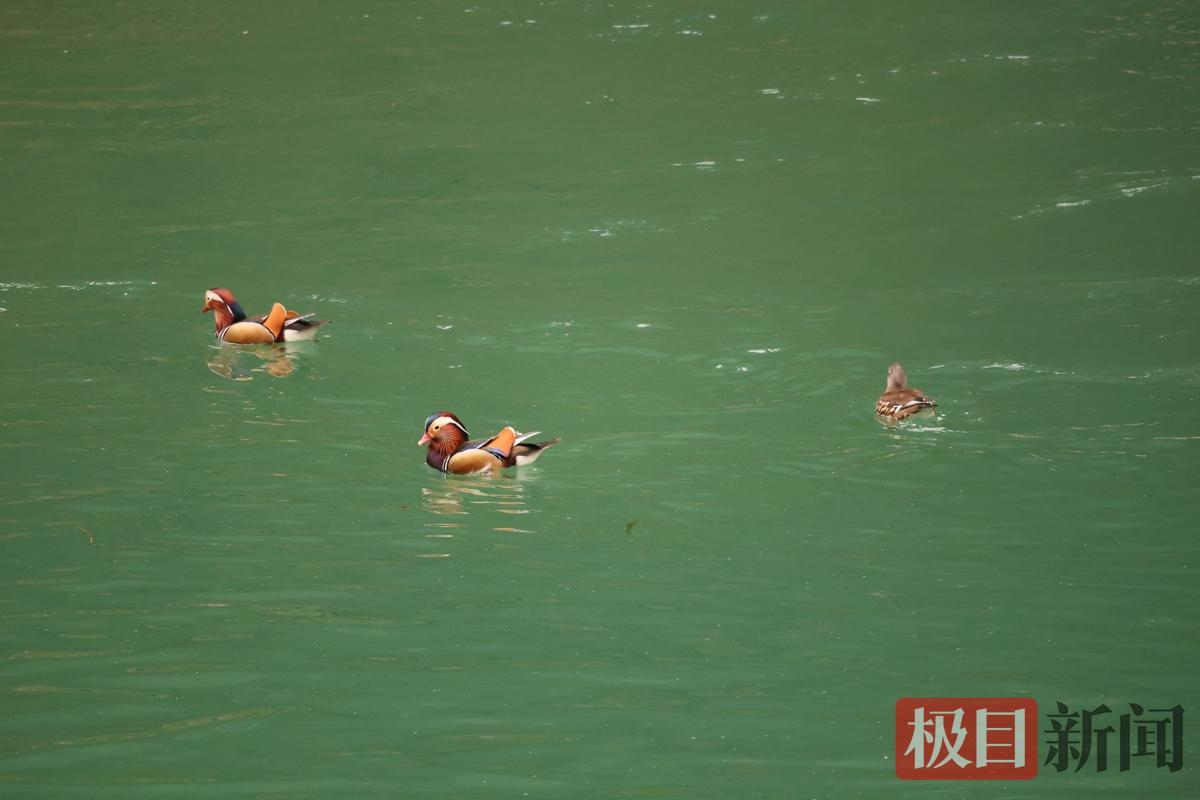 鸳鸯2.jpg