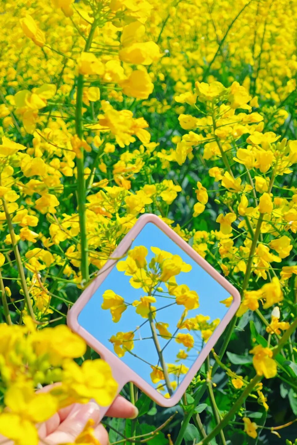 姚城探春丨余姚的春天認真“營業”中