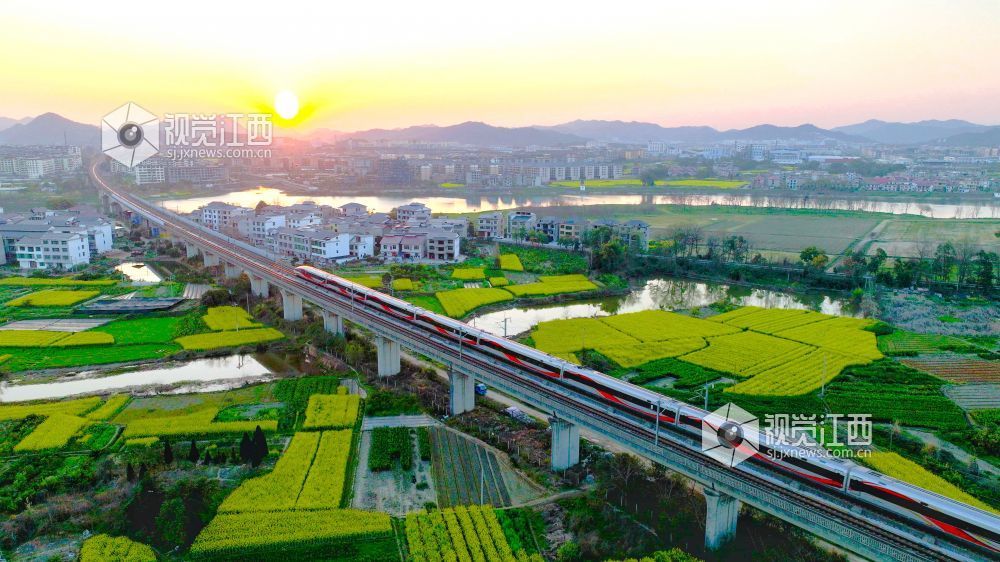 江西分宜：高铁穿行花海（图）