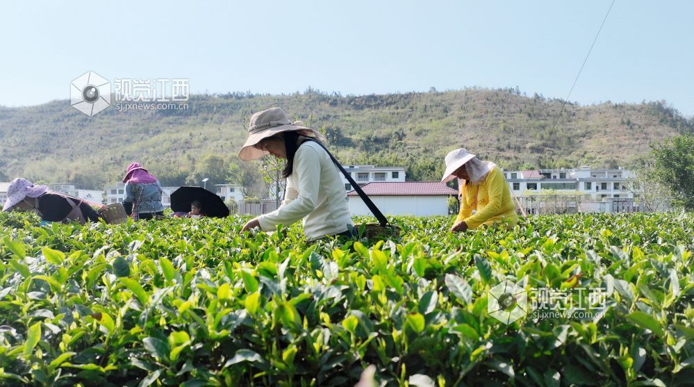 2026年3月17日，随着气温持续回升，江西省吉安市遂川县万亩茶园迎来春茶采摘季。