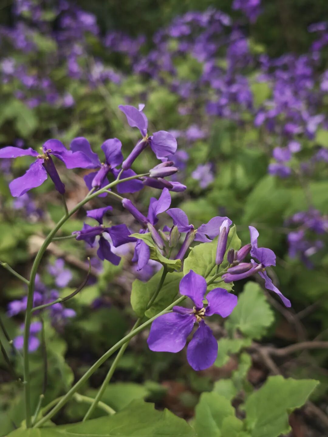 姚城探春丨余姚的春天認真“營業”中