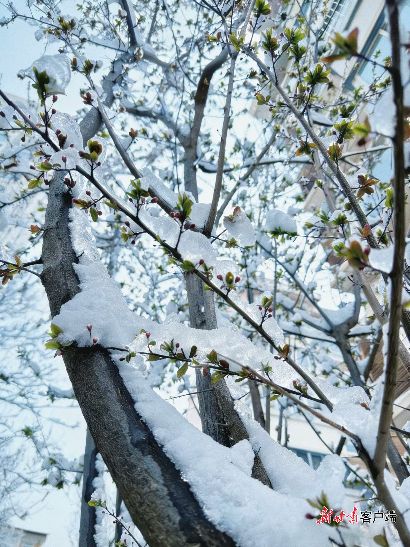 兰州市春雪落花枝 新甘肃·甘肃日报记者 王思璇 摄