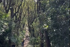 南昌林间小路成网红打卡地