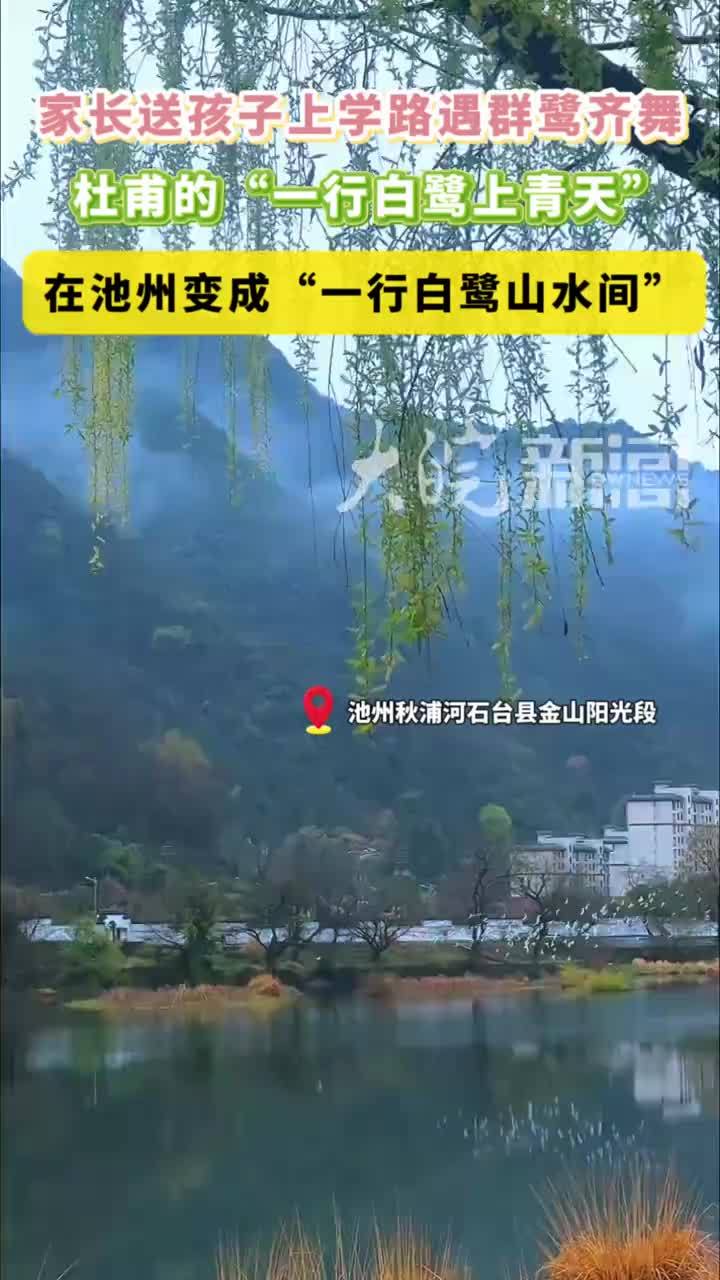 杜甫的“一行白鹭上青天”在池州变成了“一行白鹭山水间”近日，池州石台县居民刘女士清晨送孩子上学途中，遇见一群白鹭在秋浦河畔青山绿水间翩翩起舞，她快速用手机拍下这一幕并分享到社交平台。接受大皖新闻
