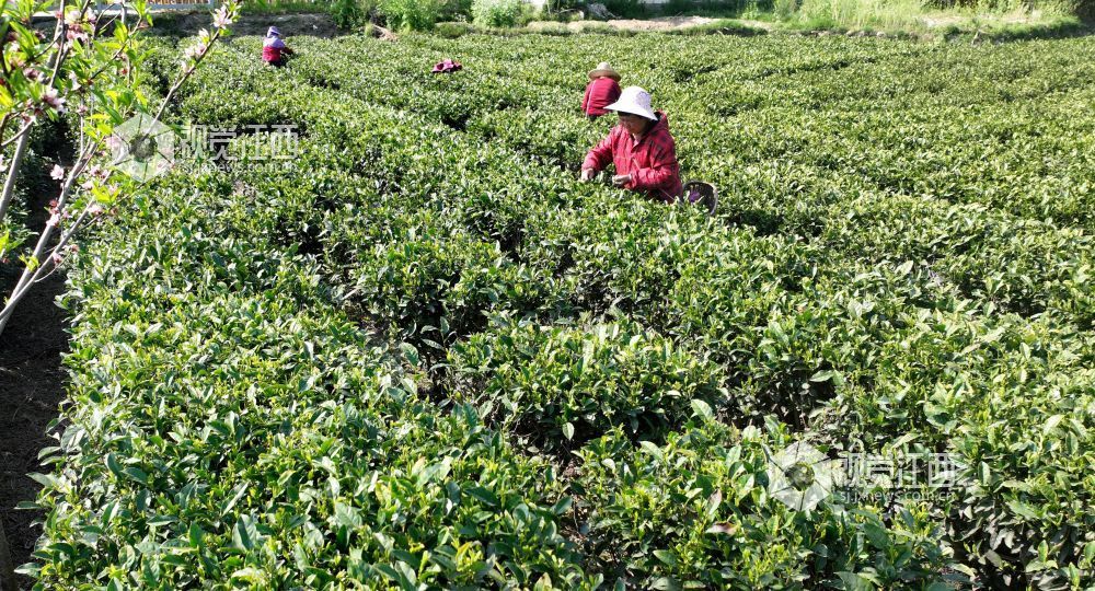2026年3月17日，随着气温持续回升，江西省吉安市遂川县万亩茶园迎来春茶采摘季。