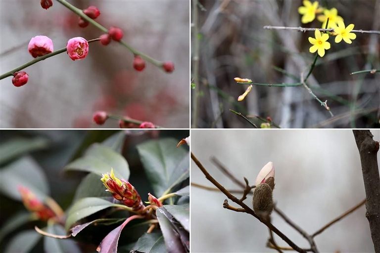 惊蛰过后，春雷始鸣，万物复苏。植物绽放新芽，生机勃发。赵云 摄