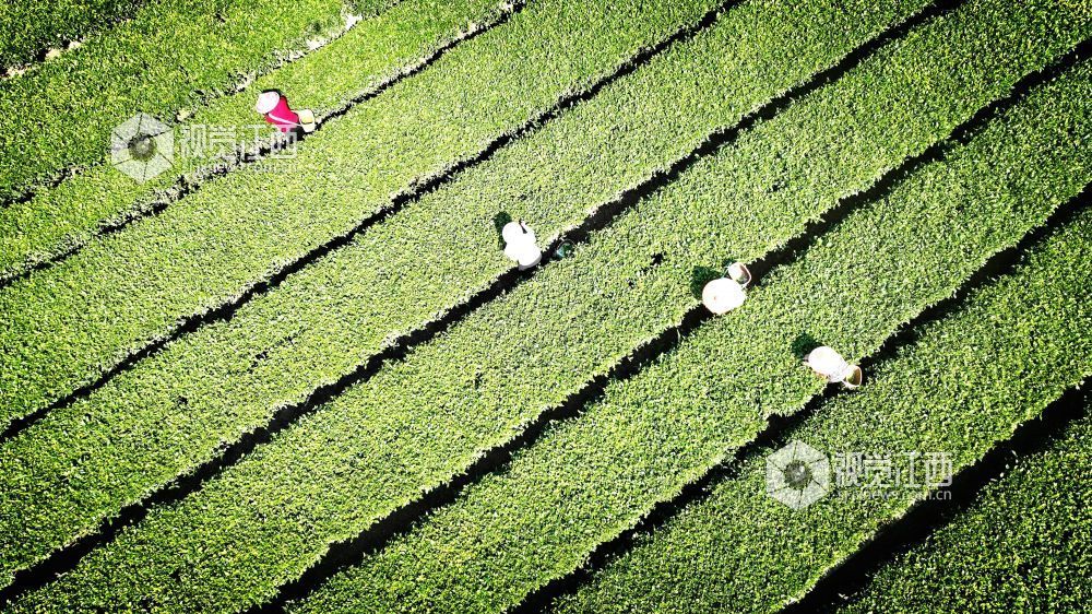 2026年3月17日，随着气温持续回升，江西省吉安市遂川县万亩茶园迎来春茶采摘季。