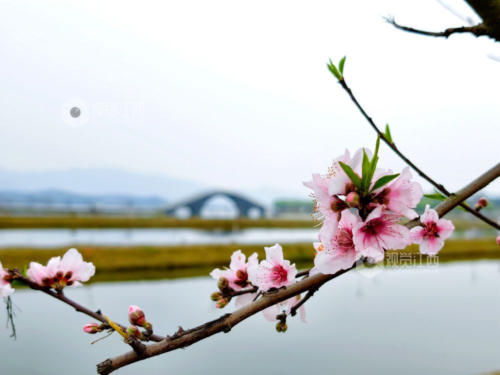 江西分宜：介溪湿地 春色宜人（图）