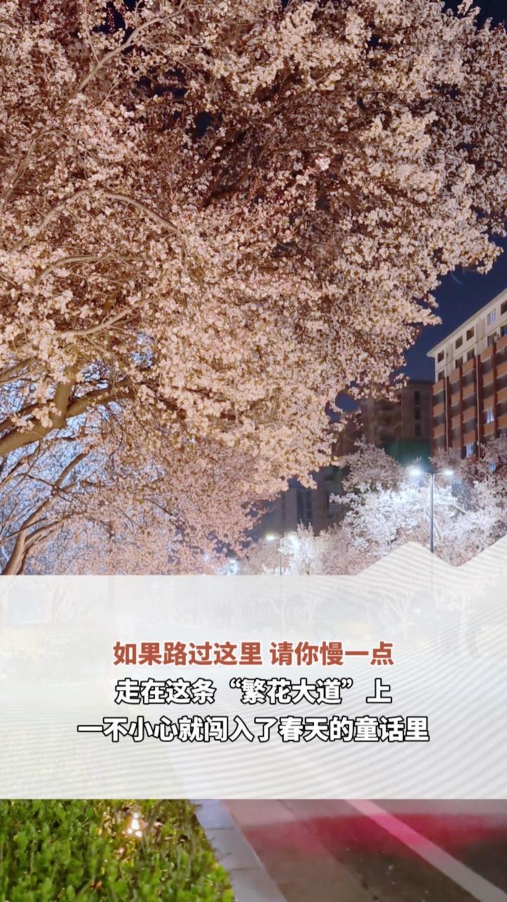 如果路过这里 请你慢一点 走在这条“繁花大道”上 一不小心就闯入了春天的童话里（顶端新闻记者 李思翰）