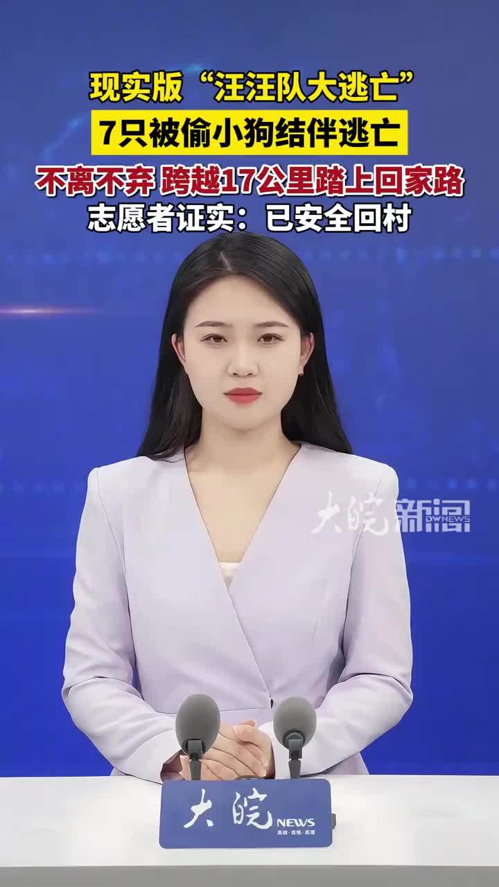 现实版“汪汪队大逃亡”：7只被偷小狗结伴逃亡，不离不弃跋涉17公里，志愿者证实：已安全回村