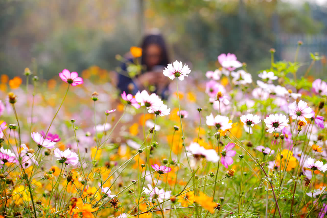 2026潜江“满城芳华”行动再升级