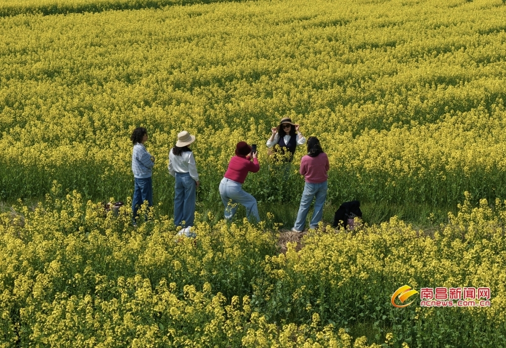南昌东站千亩油菜花盛放（图）