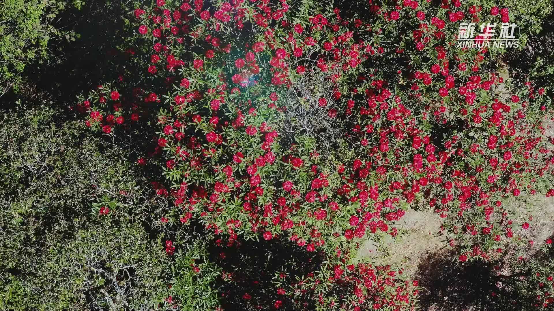 云南芒市：六民族“花”样打卡  绘就春日盛景