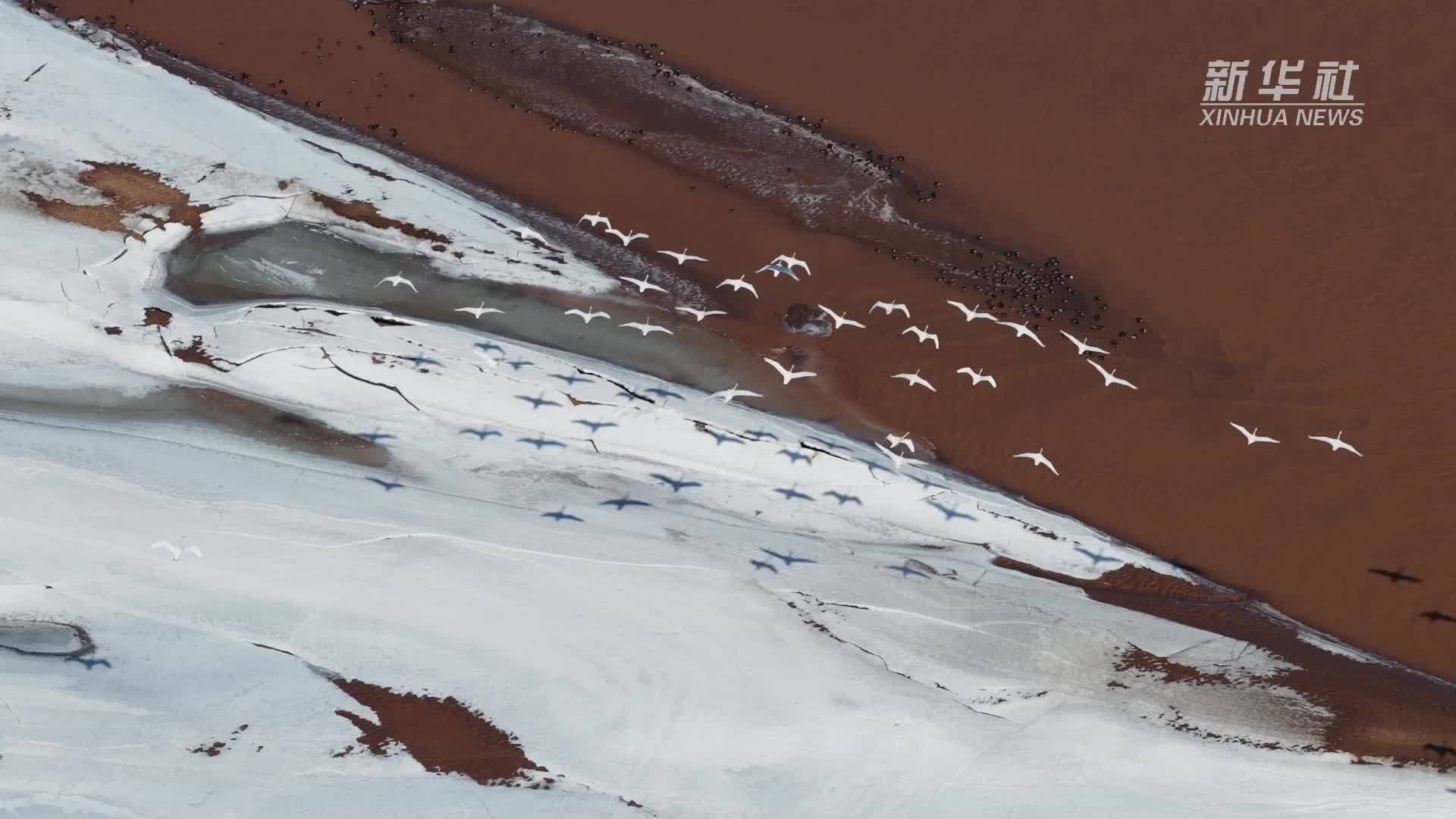 瞰中国丨看候鸟北归 打开杭锦旗的春天