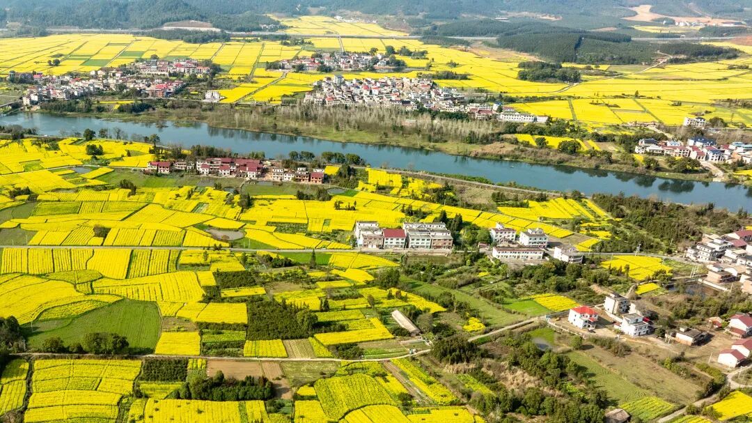 万亩油菜花海“金”艳登场，袁州这个村等你来打卡