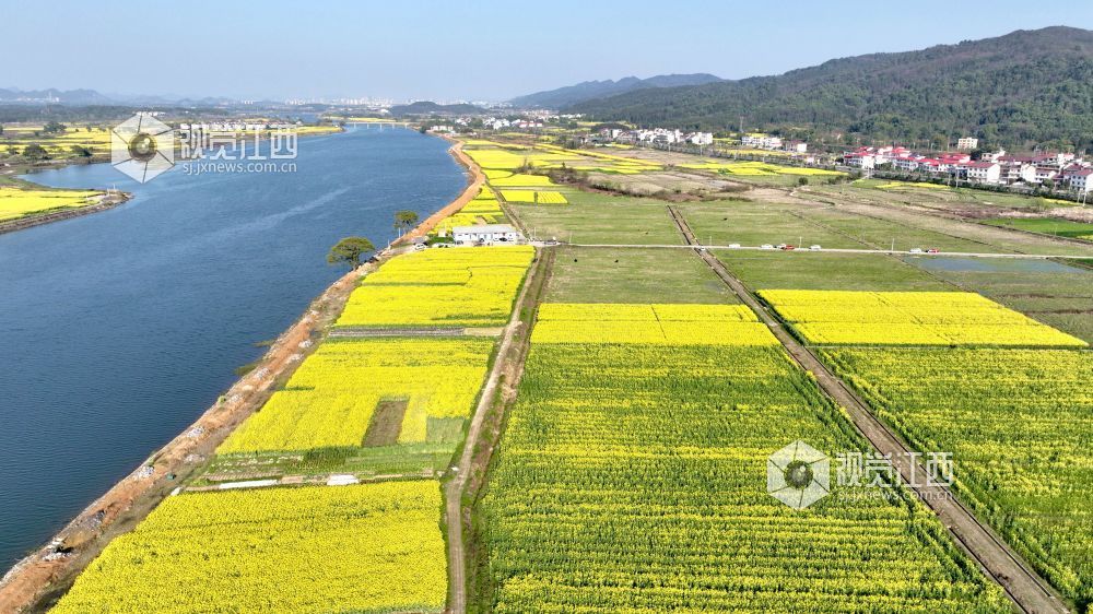 江西分宜：油菜花开 春满大地（图）
