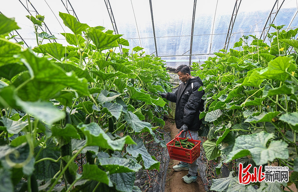 3月16日，馆陶县翟庄村农民在温室大棚采摘黄瓜。
