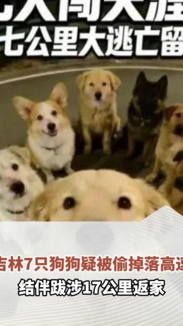 吉林7只狗狗疑被偷掉落高速，结伴跋涉17公里返家。志愿者：7只狗狗是一个屯子的，平常一块玩耍