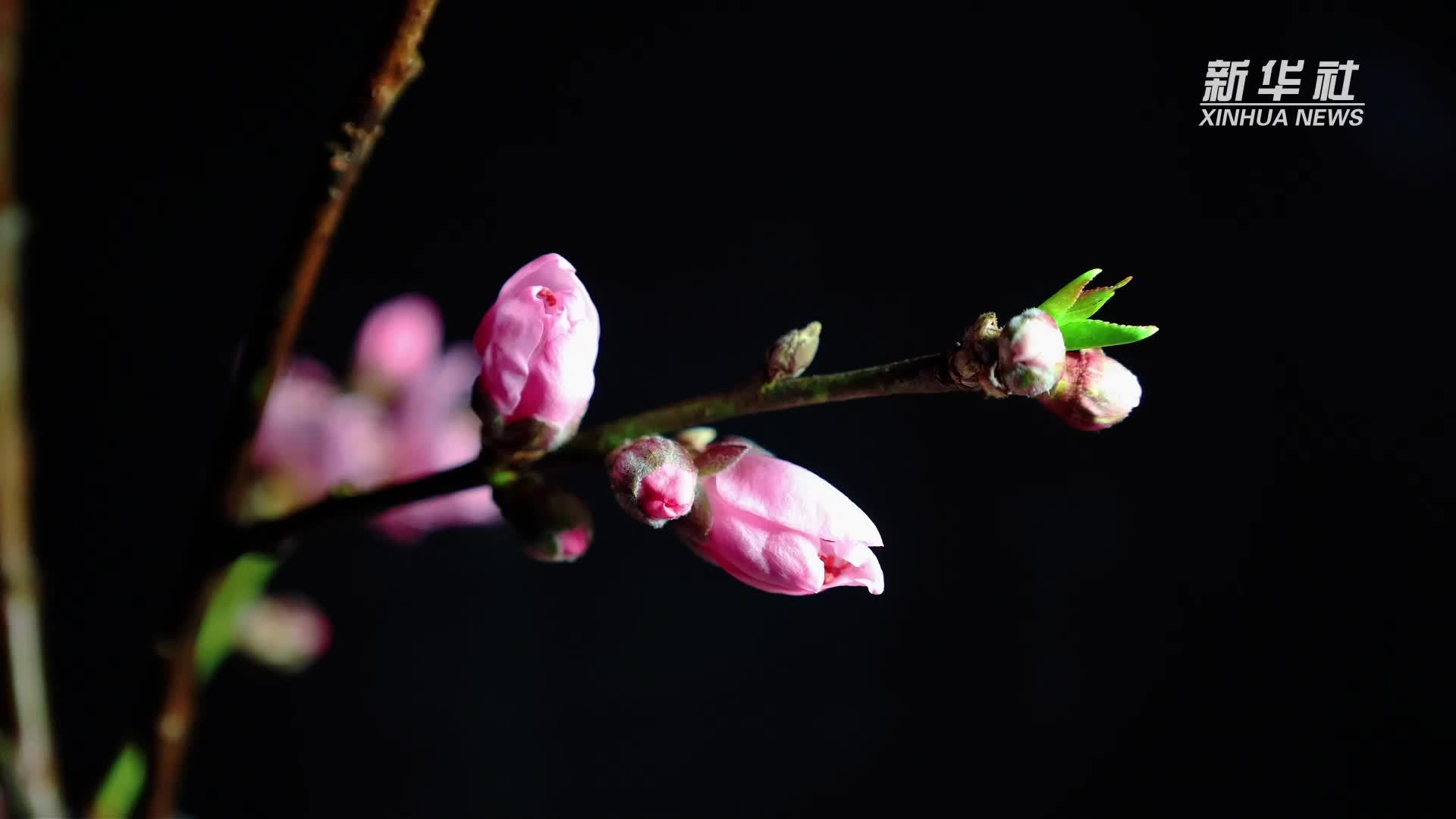 春光正好！延时摄影带你看桃花“醒”来