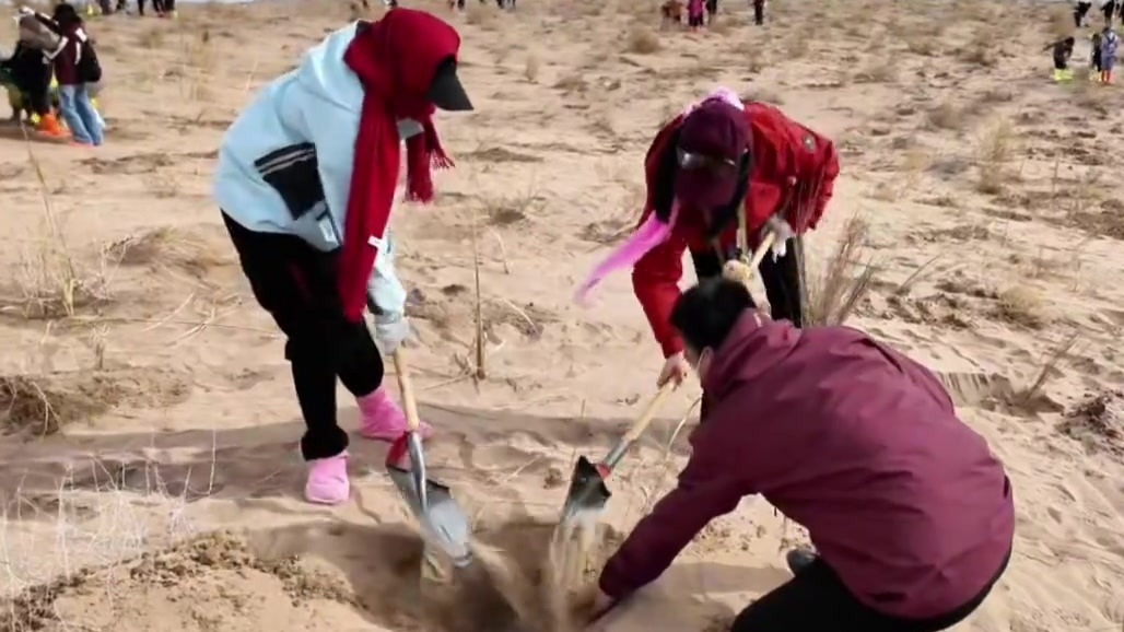 来甘肃民勤，跟着志愿者学种树