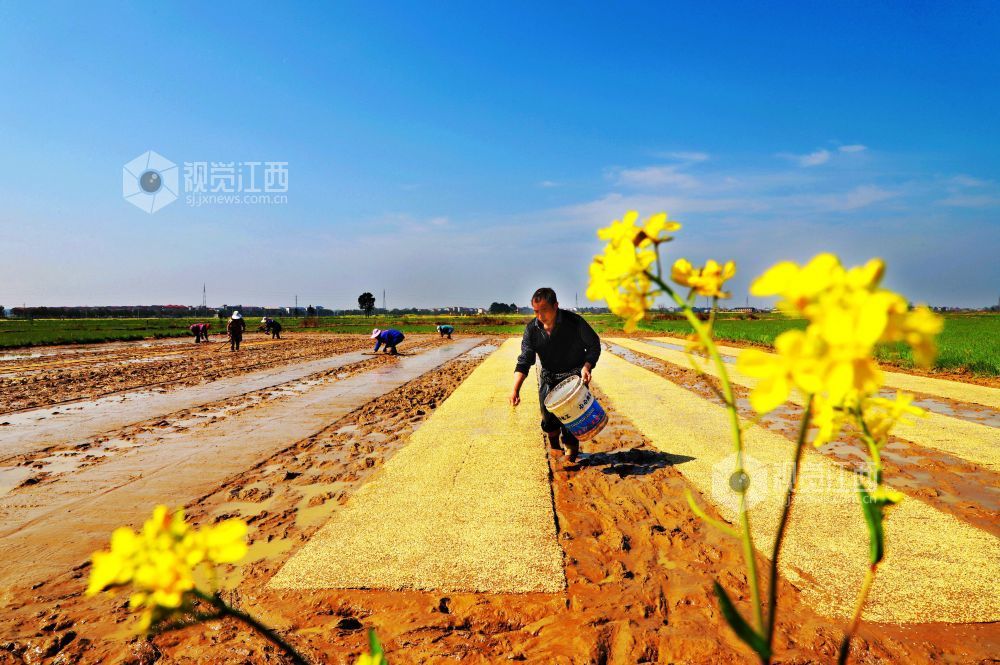 江西新余：早稻育秧忙（图）