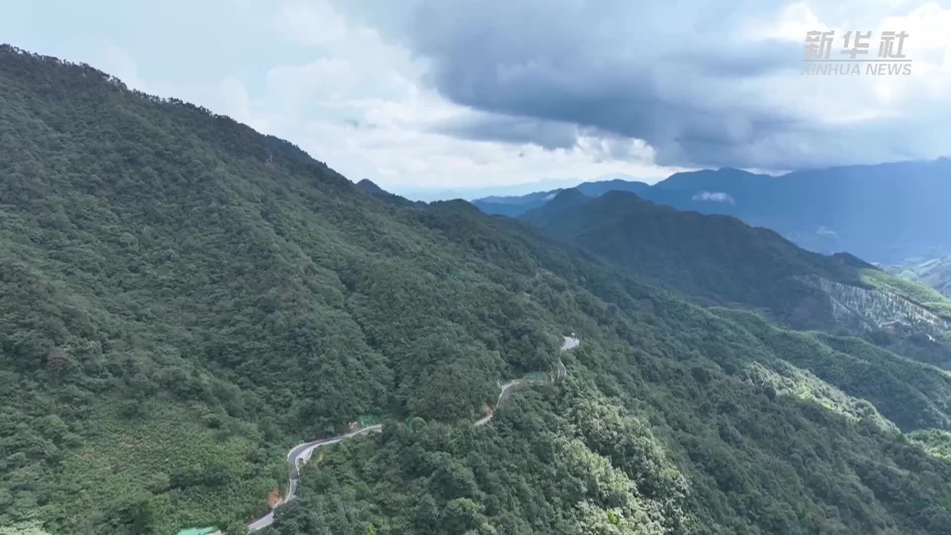 浙江清凉峰国家级自然保护区首次近距离拍摄到鸟中“国宝”