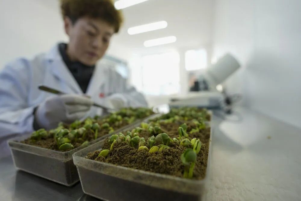   2月28日，在黑龙江北大荒农业股份有限公司友谊分公司，农业技术员正在进行大豆苗发芽率试验。