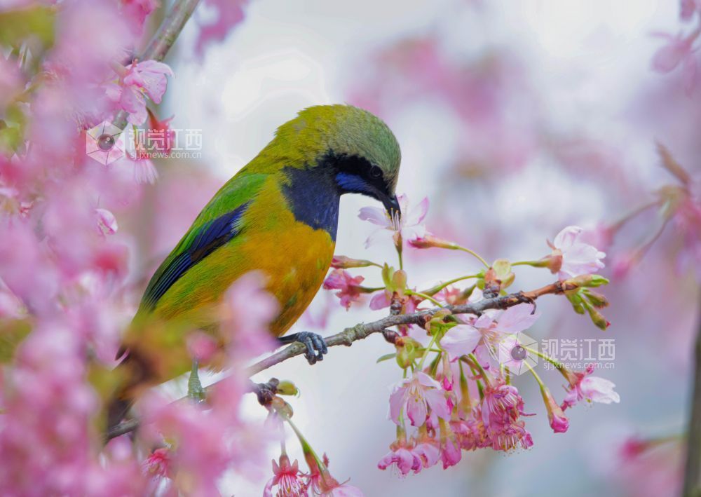江西分宜：枝头春意浓 灵鸟花间戏（图）