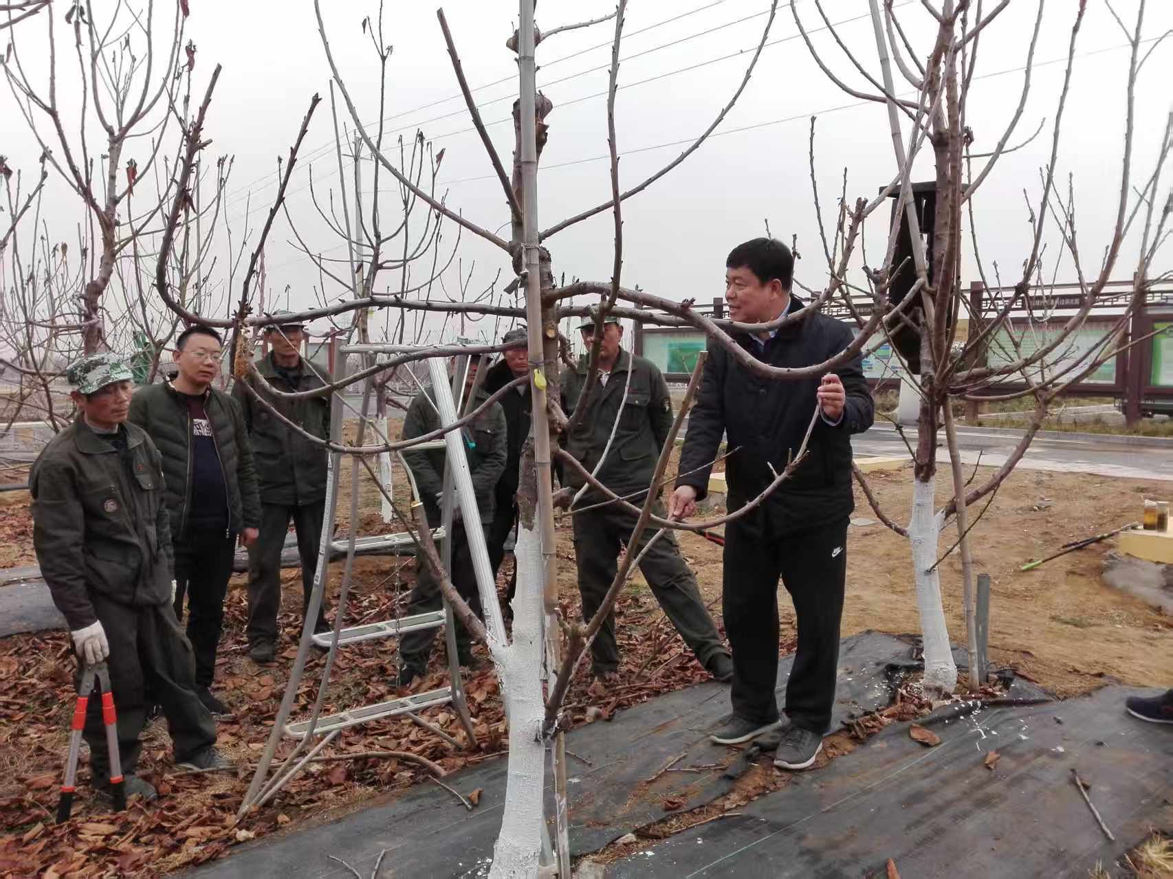 邹城:果园里的“春天课堂” 剪出满园好“钱”景