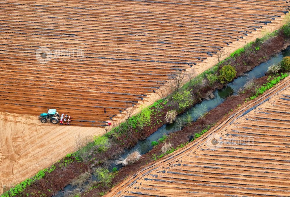 江西泰和：农机覆膜作业忙（图）