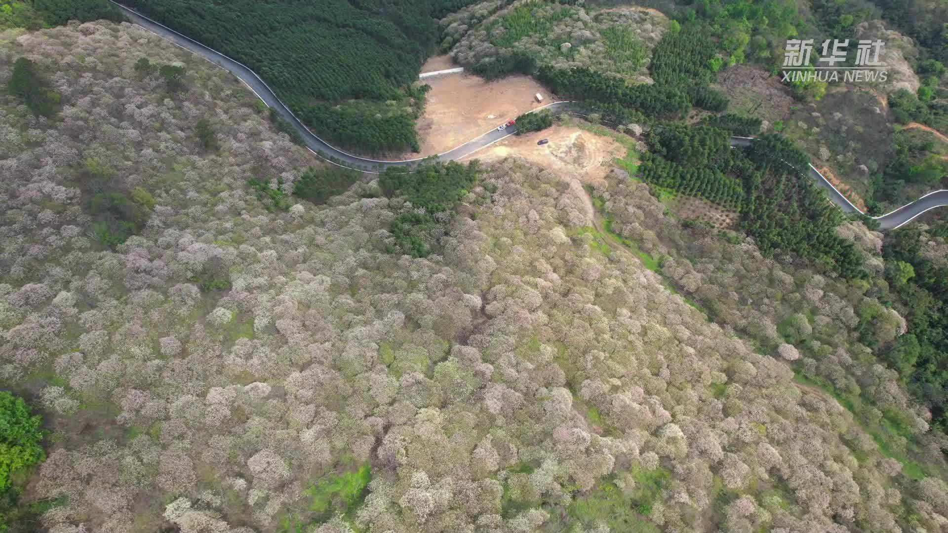 贵州册亨：万亩油桐花竞放 绿色产业助民增收