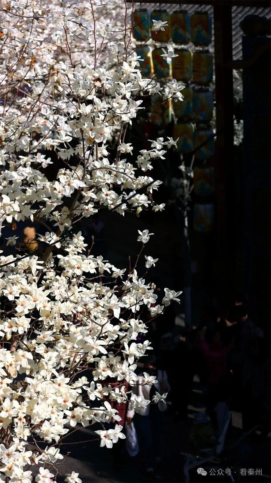 图源：看秦州