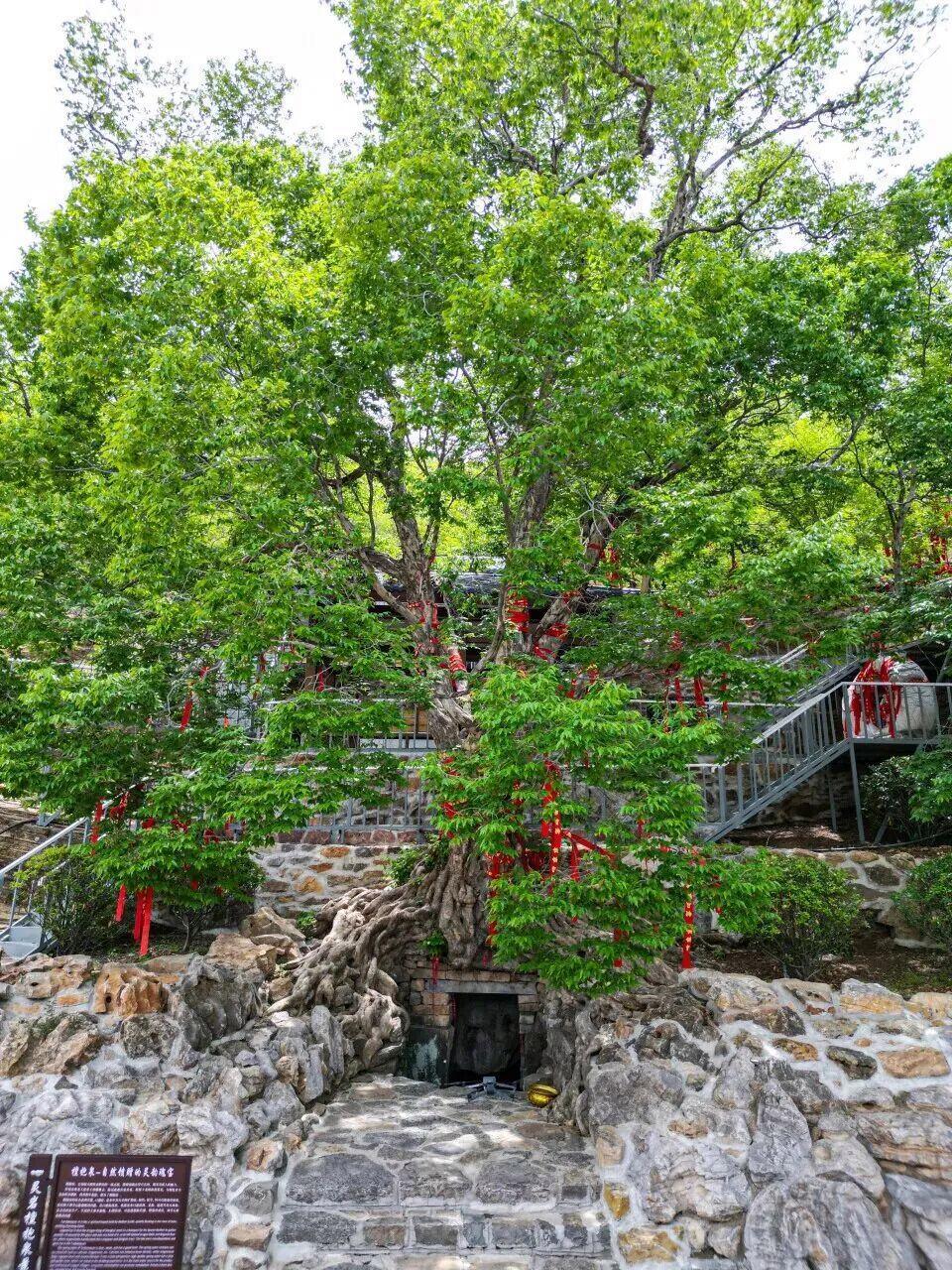 摄影:王平 往年8月于灵岩山景区