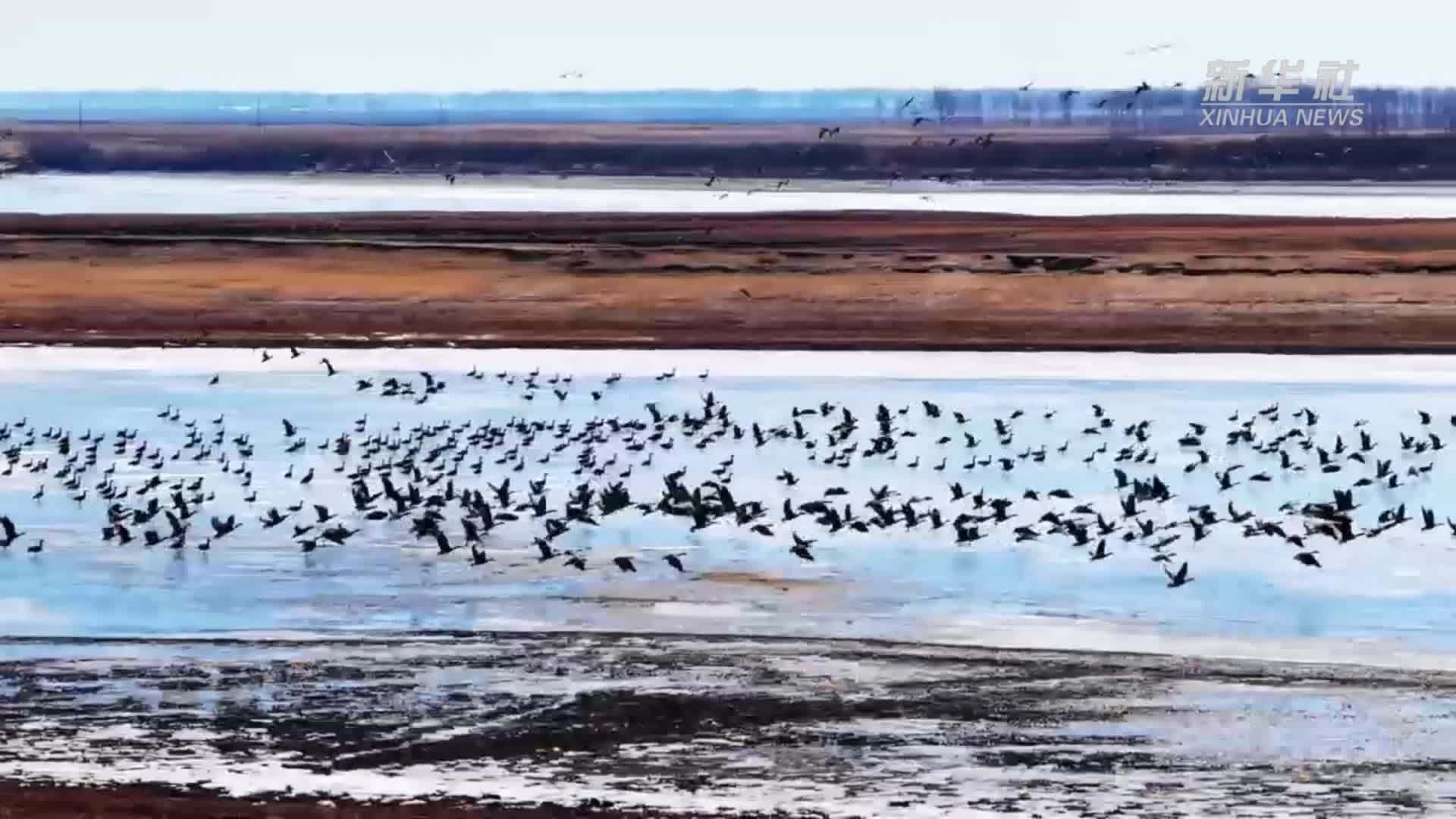 吉林镇赉迎来2026年首批北迁候鸟