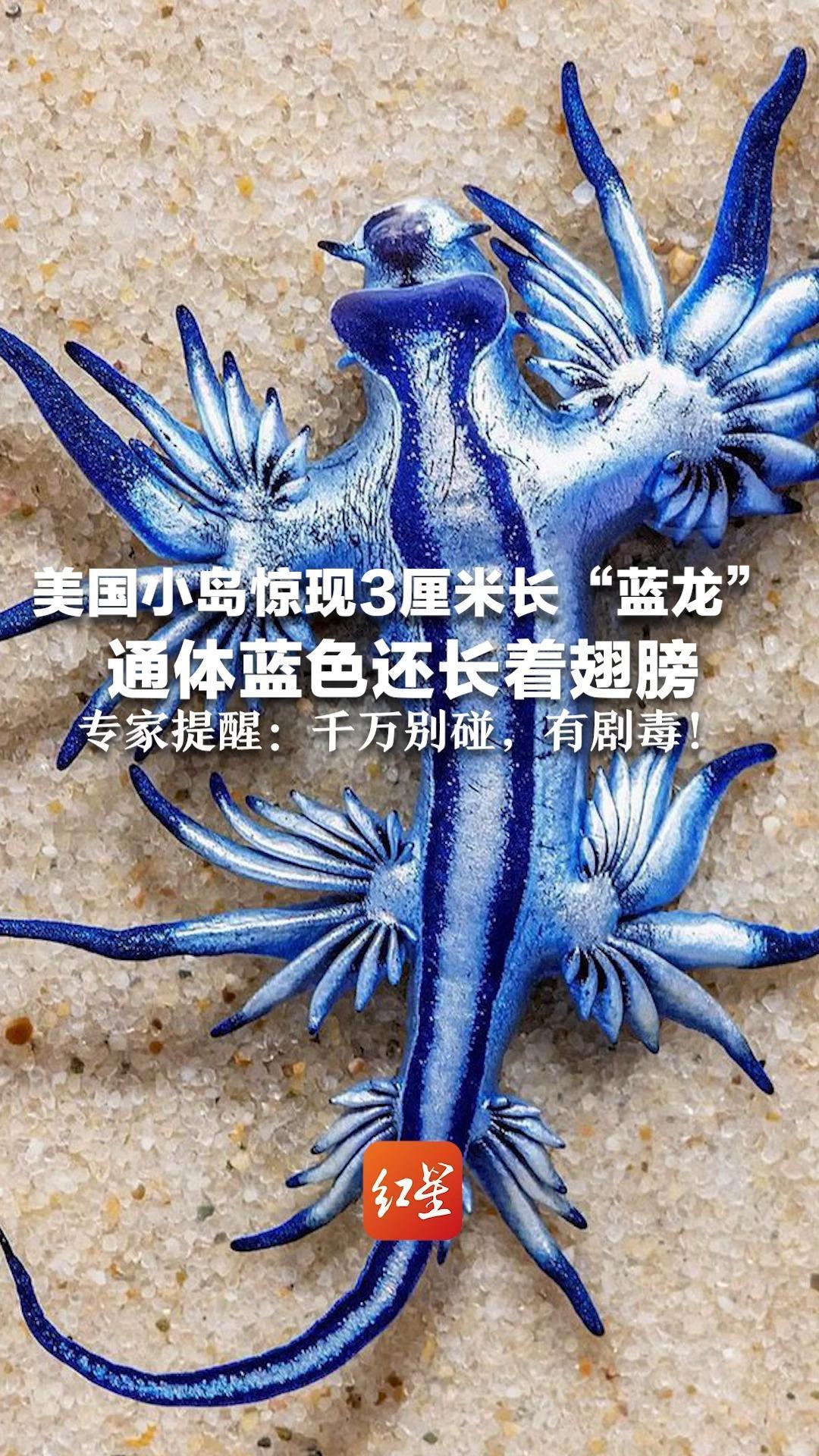 美国小岛惊现3厘米长“蓝龙”  通体蓝色还长着翅膀 网友直呼像《阿凡达》里的魅影飞龙  专家提醒：千万别碰，有剧毒